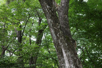 真夏の高原に広がる広葉樹林。ミズナラやブナが青々と葉を茂らせ、力強い生命力を見せています。