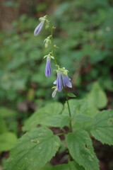 秋の森で、花を咲かせる準備をしているソバナの蕾。静かな森の中で、季節の移ろいを感じさせます。