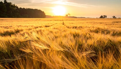 Golden wheat field at sunset