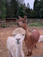 Obraz premium Alpacas on a farm in England, rural landscape livestock and animal husbandry UK