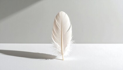 Elegant white feather casting a soft shadow on a minimalist white background