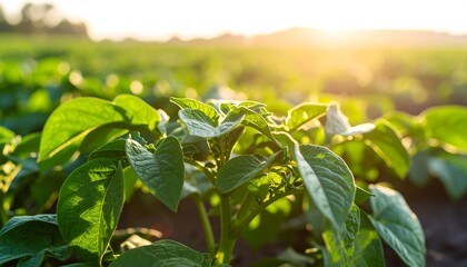 Obraz premium Lush potato plants at sunset