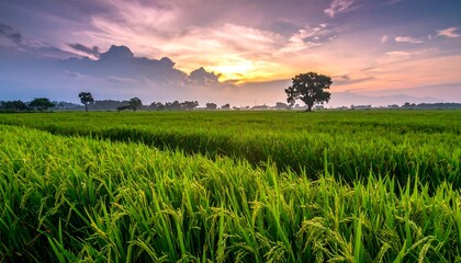 Lush rice paddy at sunset (1)