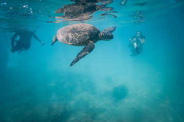 Fototapeta premium snorkeling with wild Hawaiian Green Sea Turtles off the shore in Waikiki