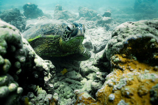 snorkeling with wild Hawaiian Green Sea Turtles off the shore in Waikiki