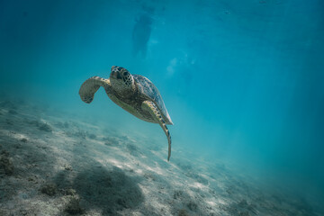 snorkeling with wild Hawaiian Green Sea Turtles off the shore in Waikiki