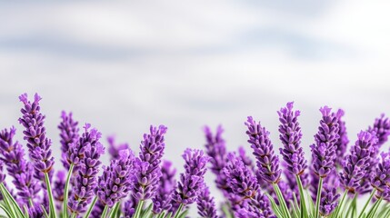 Fototapeta premium Beautiful Lavender Flowers in Bloom Against a Soft Blue Sky
