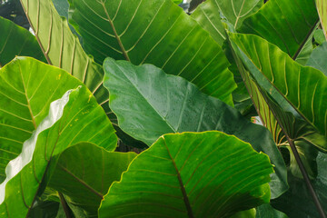 Fresh taro leaves background. Background of the green leaves of elephant ear plant	