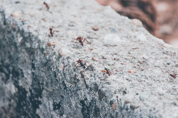 ant on the ground