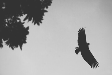 Fototapeta premium Vulture in the sky