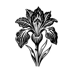 A vintage style illustration showing iris flower