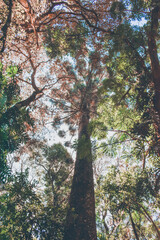 Fototapeta premium forest in autumn