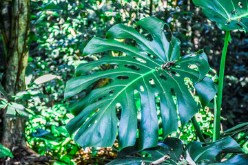 green leaves in the forest