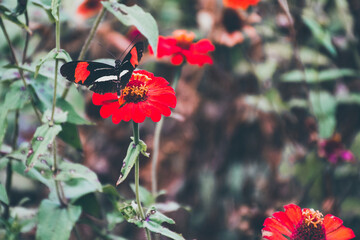 red poppy flowers