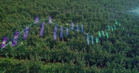Showing aerial orchard with tree rows featuring faint bar charts and line graph with numeric labels