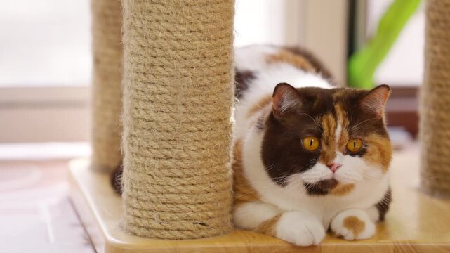 Domestic feline pet cat relaxing in living room. Happy female chocolate tortie white color British Shorthair breed indoor cat resting on cat tree. Calico cat living with human owner family at home.