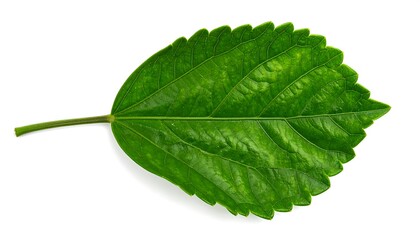 Fototapeta premium A vibrant green leaf, with defined veins and serrated edges, is isolated against a pure white backdrop.