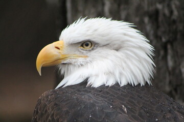 Bald eagle in repose