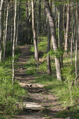 A forest trail