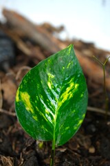 Close up of Golden pothos, Devil's Ivy, Epipremnum aureum, Money creeper, ceylon creeper or Sirih gading leaves. Air purifying plants. © Rezmita