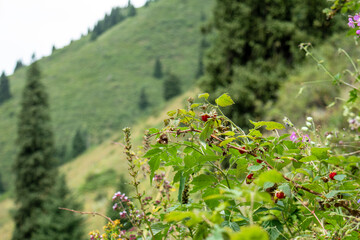 wild raspberry bush in the mountains