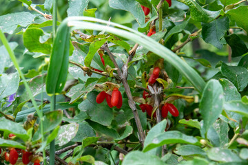 barberry berry on a bush in the wild