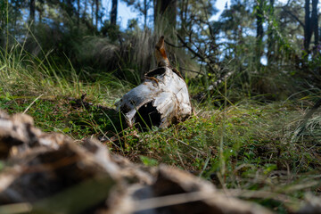Cow skull lying in the forest grass