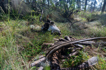 Animal skull and bones lying in the forest