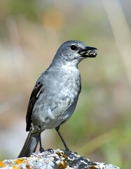 Obraz premium Gray bird perched on a rock