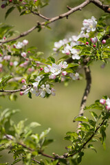咲き始めたリンゴの花