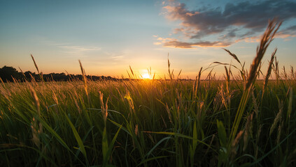 "Green meadow under a warm evening sky, with golden sunlight shining across the grass as the sun sets on the horizon. Soft glowing atmosphere with orange, pink, and yellow tones blending into the blue