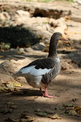 Goose bending neck. Park with geese. High quality photo