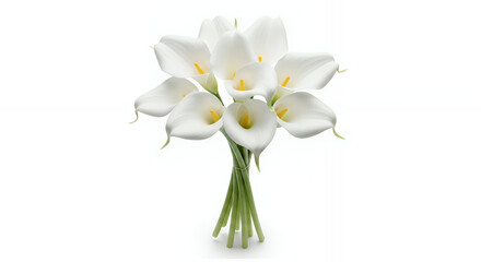 Fototapeta premium Calla lily isolated on white