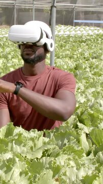 Vertical video: When VR starts, researcher is sweeping over lettuce in greenhouse to analyze data