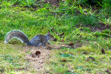 Foraging Eastern Grey Squirrel