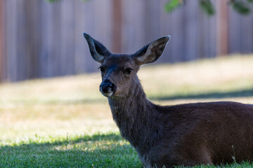 Columbian black-tailed deer, Washington State, USA