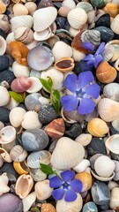 Colorful seashells and a flower