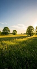 A serene field of tall grass stretches beneath a vibrant, clear sky, with trees lining the horizon at golden hour.