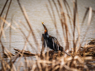 Australasian Darter Through The Reeds