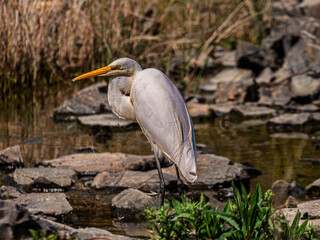 Great Egret Standing Side On