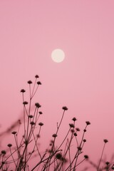 Silhouettes of delicate wildflowers against a vibrant pink sunset sky, featuring a prominent full moon.