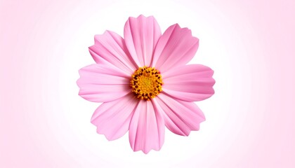 Pink cosmos flower close-up