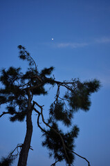 A pine tree at night