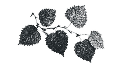 Branch with textured leaves on transparent. Vector hand drawn illustration