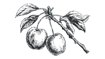 Hand drawn cherry fruit and leaves on a branch. Vector hand drawn illustration