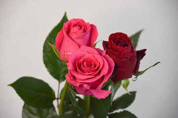 赤とピンクのばら