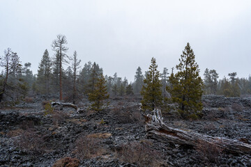 Snowfall Over Lava Cast Forest Trail, Newberry National Volcanic Monument, Oregon, USA