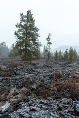Snowfall Over Lava Cast Forest Trail, Newberry National Volcanic Monument, Oregon, USA