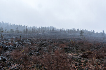 Snowfall Over Lava Cast Forest Trail, Newberry National Volcanic Monument, Oregon, USA