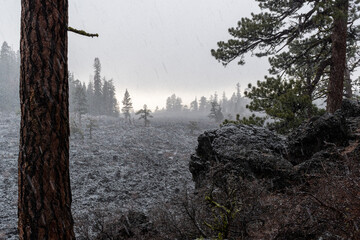 Snowfall Over Lava Cast Forest Trail, Newberry National Volcanic Monument, Oregon, USA